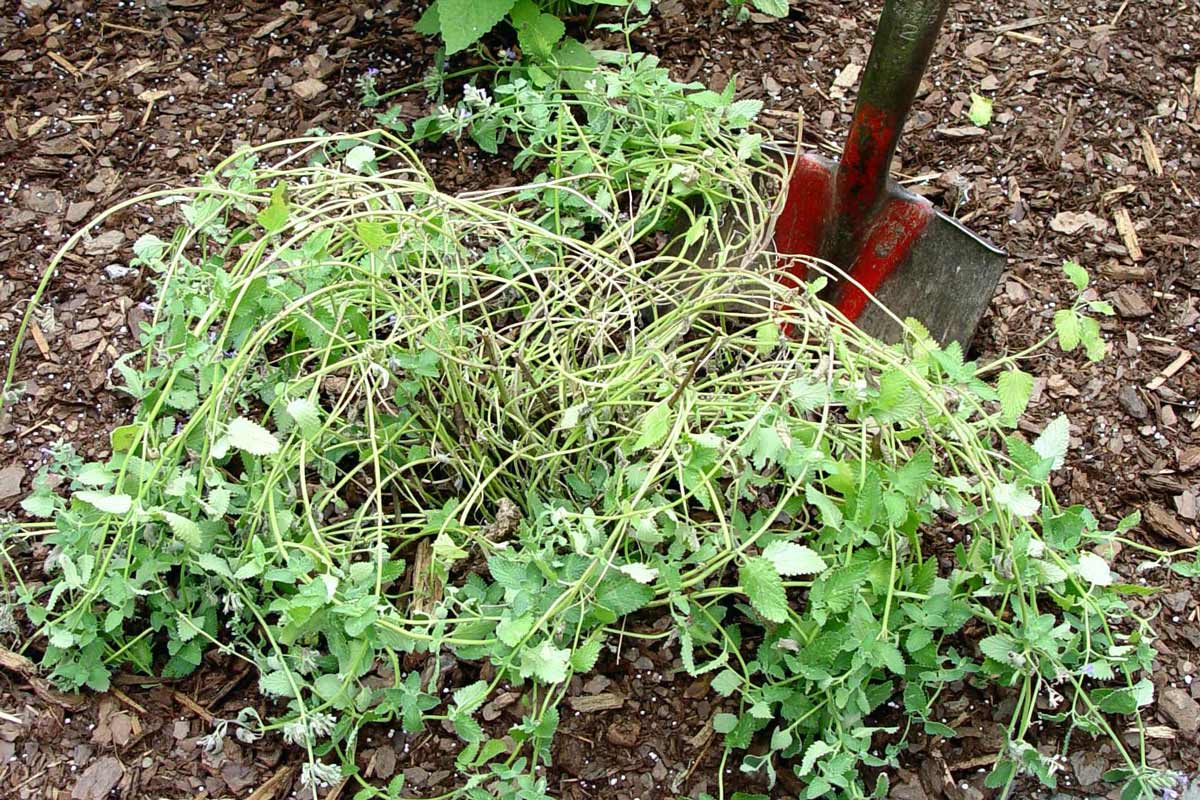 Transplanting a wilted catmint plant.