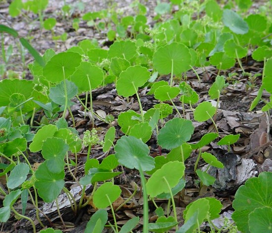 pennywort