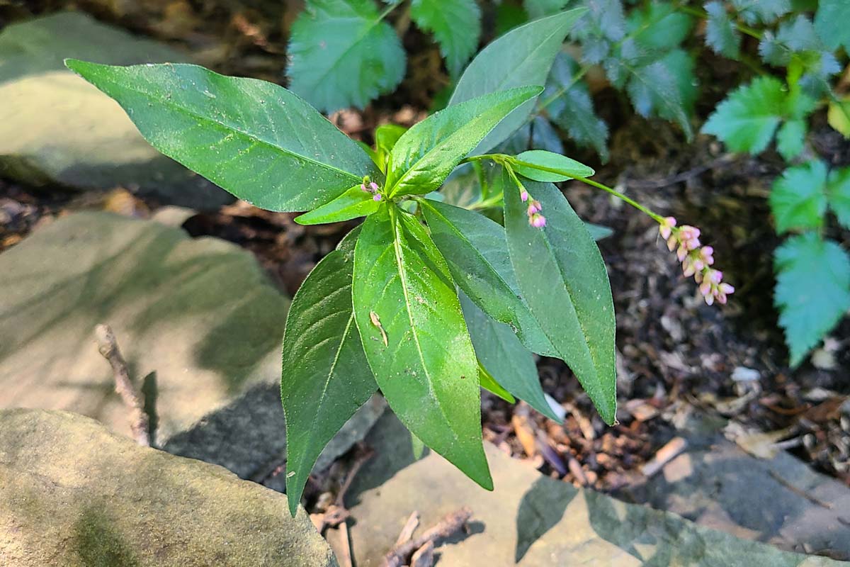 Pennsylvania smartweed