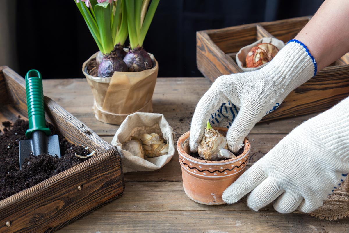 Potting hyacinth bulbs