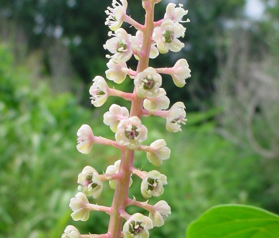 pokeweed flowers