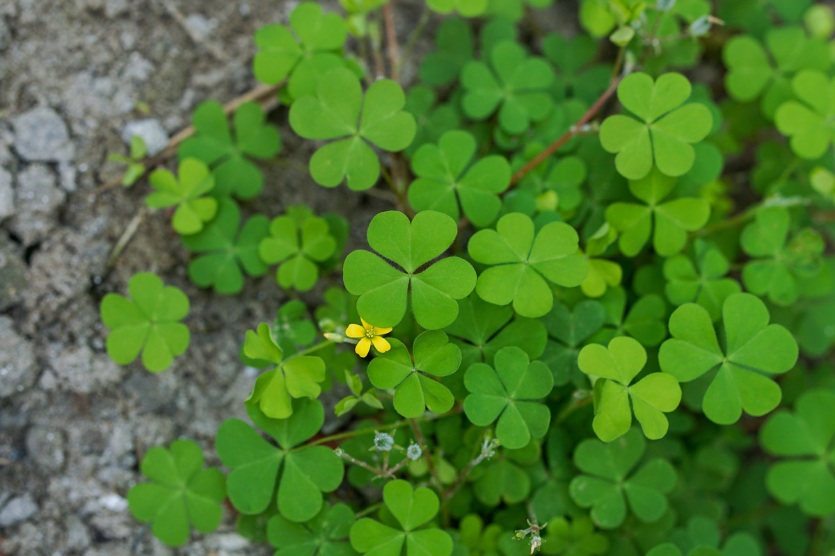 Yellow woodsorrel (Oxalis stricta)