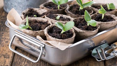 Seedlings in grow pots