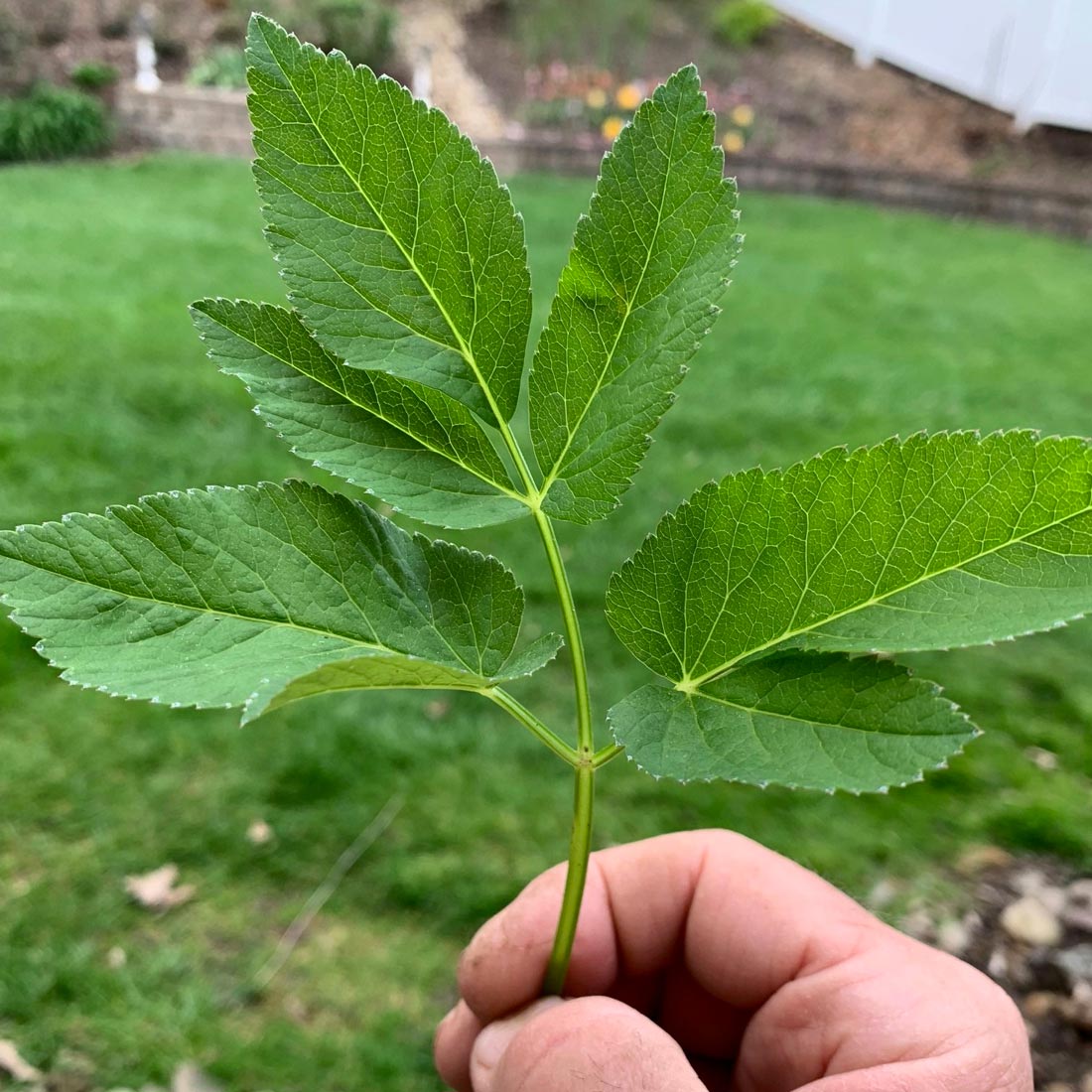 Goutweed stem and leaves