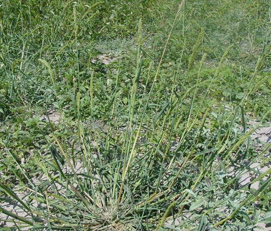 junglerice