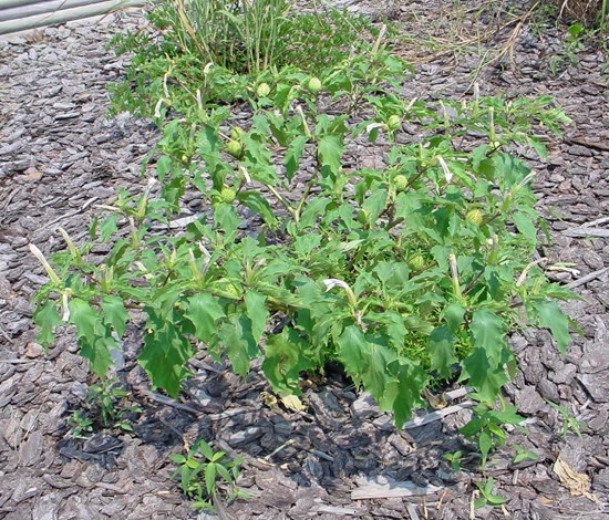 jimsonweed