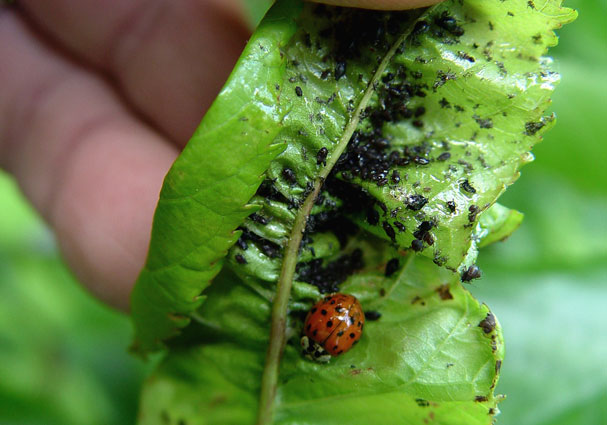 Not all that crawls is bad news in a garden. This lady beetle is in the process of cleaning up an aphid outbreak. © George Weigel