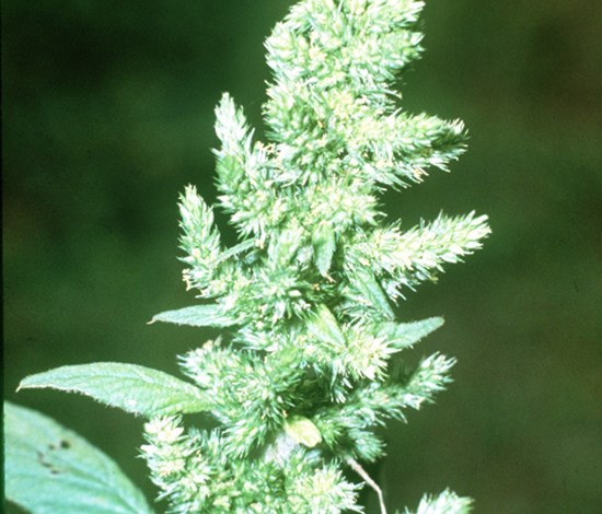 Redroot pigweed flowering stalk