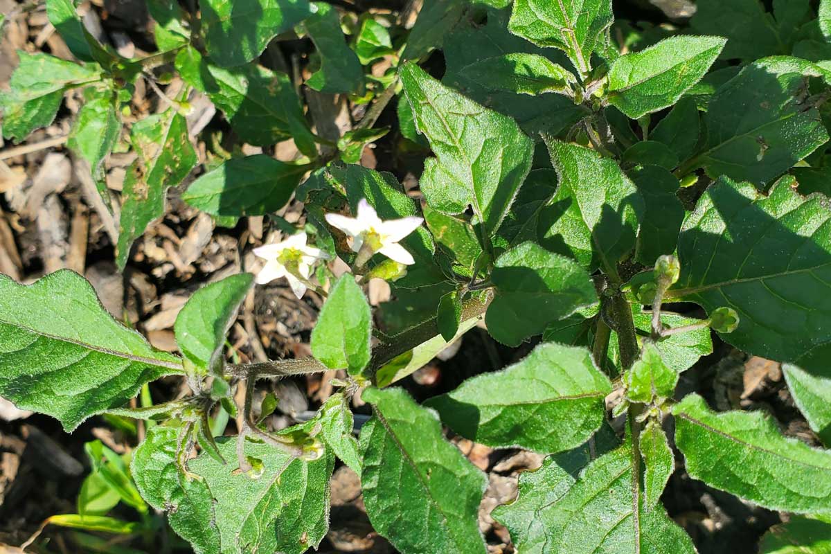 Black nightshade (Solanum nigrum)