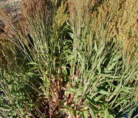 red sorrel