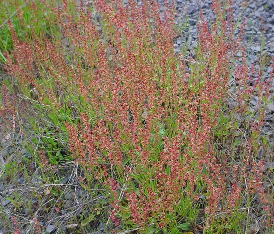 red sorrel