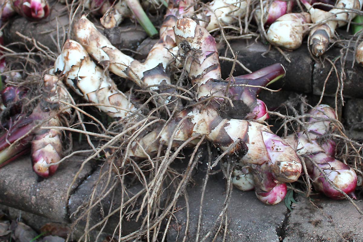 Bare roots of a healthy plant