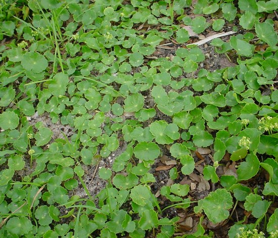 pennywort