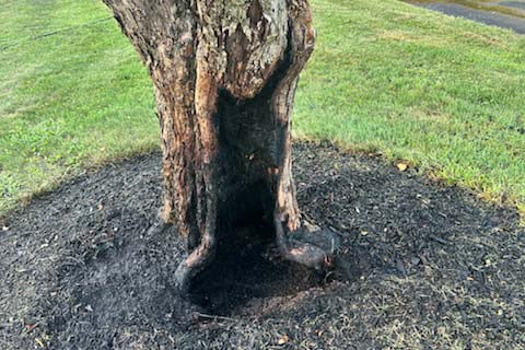 Tree damage by fire from a flame weeder