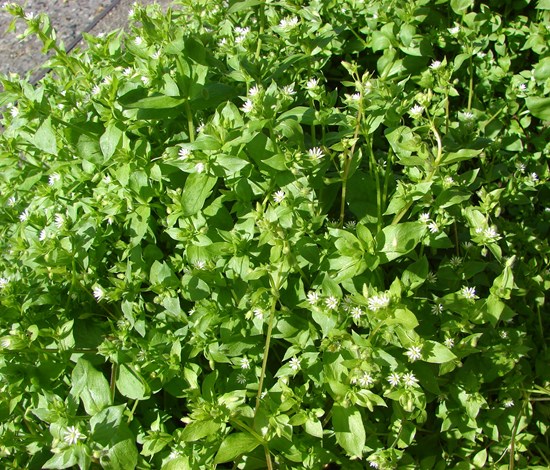 Stellaria Media, common chickweed, in flower