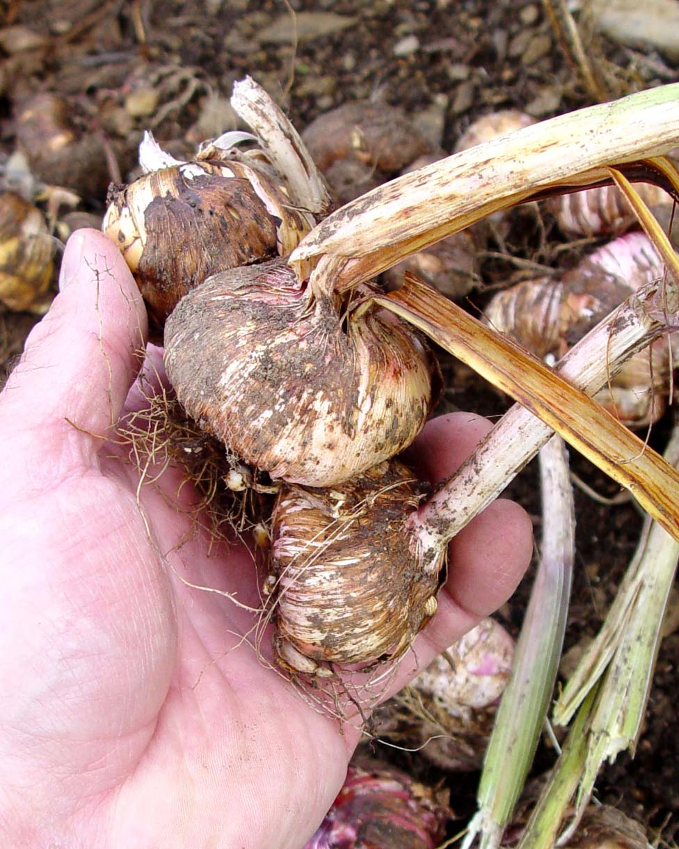 Gladioli bulbs