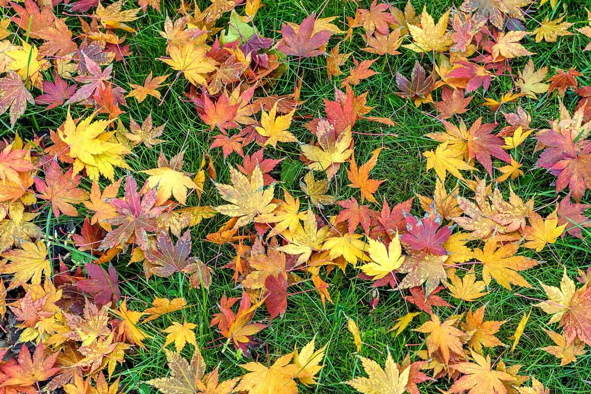 Colorful fall leaves on grass